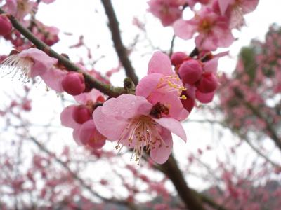 水戸偕楽園梅祭り～大洗あんこう鍋の旅