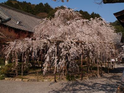 京都毘沙門堂の桜