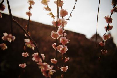 ＜京都第20旅＞ 2010年2月　またまた京都に梅を見に行ってきました①　北野天満宮