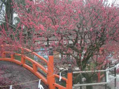 光琳の梅を見に、下鴨神社へ。