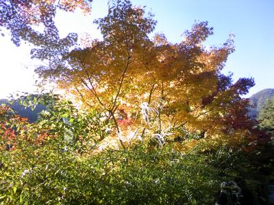 河口湖の紅葉とボランティアガイドと一緒の散策