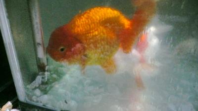 2010年 しまなみ海道めぐり　番外編 ① ～ ポニョが生まれた街、鞆の浦編