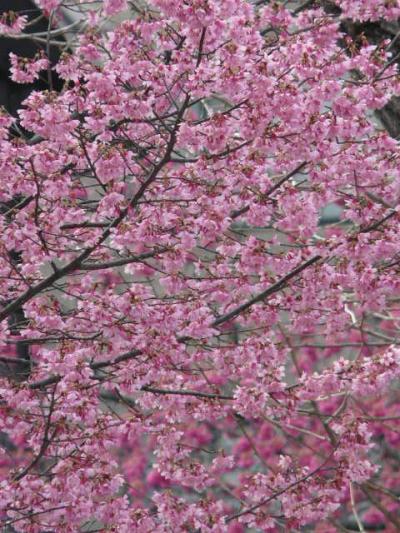 横網公園その後