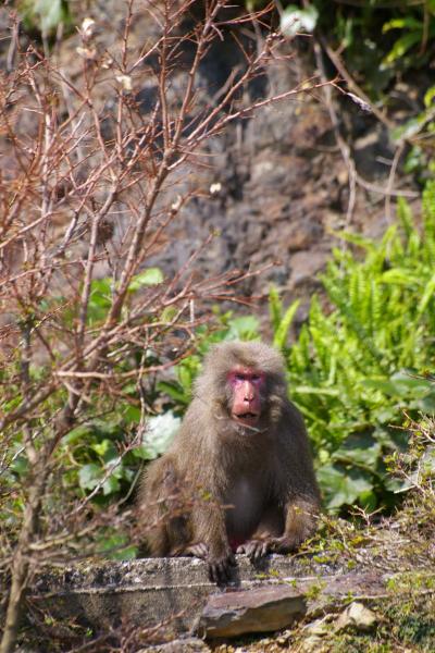 感動がいっぱい♪自然を満喫した『屋久島』