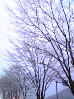 「NOYAU」のバラのジャム