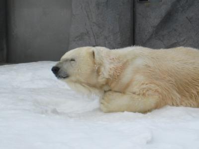 はじめての北海道（旭山動物園から札幌の夜編）