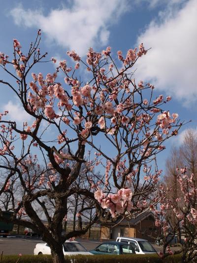 梅の花　咲く　さきたま古墳群−１