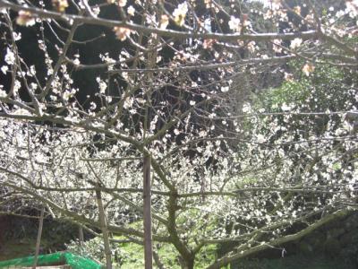 名号のうめ　（石雲寺）