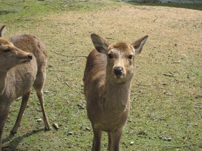 そうだ、奈良へ行こう♪