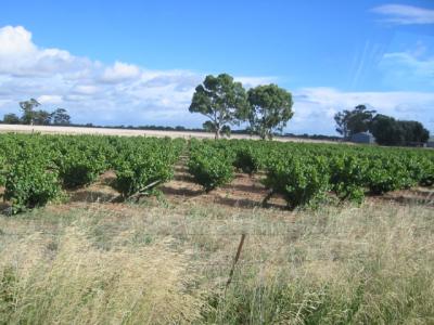 オーストラリア　バロッサバレー　ワインの旅