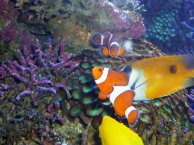 雨の鳥羽水族館＆二見浦