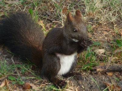 旧ユーゴスラヴィアの旅 食事&ホテル ⑤