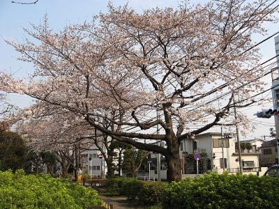 東京世田谷経堂「烏山緑道」の春。。。（２００７年３月２８日）