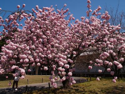 京都下醍醐－桜の散り際