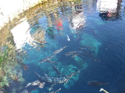 日帰り　東名で行く忍野八海と吉田うどん