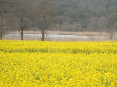 ☆菜の花畑にさそわれて～いちめんのなのはな