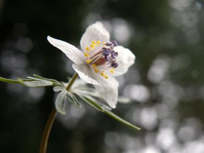 伊吹野に早春の花を訪ねて