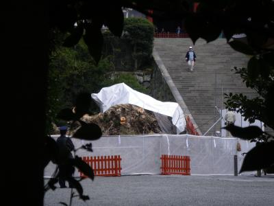 鎌倉の梅見と大銀杏の悲劇
