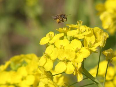 神戸春風景　「コスモスの丘」の菜の花