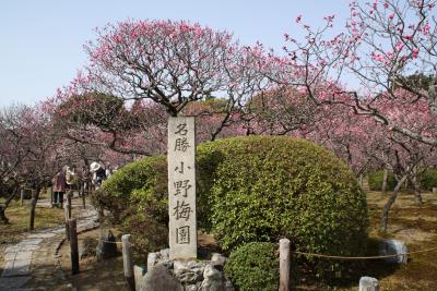 小野小町縁の寺　随心院　名勝小野梅園