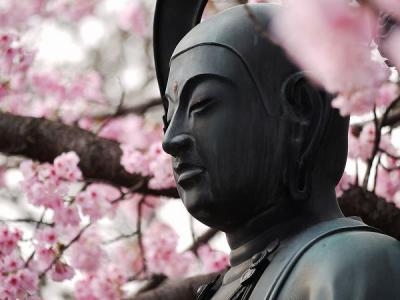 桜花繚乱・密蔵院