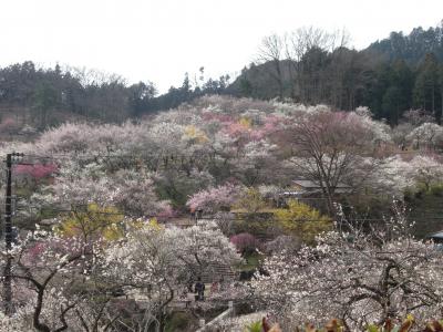 青梅市 吉野梅郷 梅の公園 2010.3