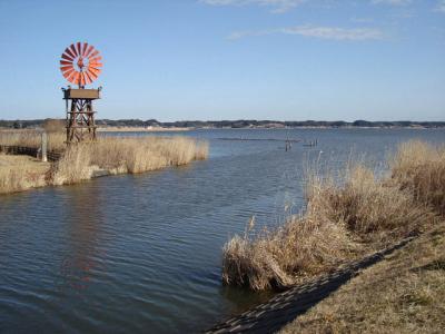山田川河口付近でバードウォッチング [2010](1)