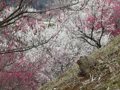 2010年の梅散策ラストは吉野梅郷の梅まつり（2）もっと花色が濃くて天気が良かったら、と思ったけど、それでもなお……