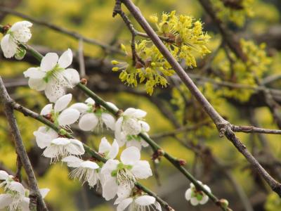 2010年の梅散策ラストは吉野梅郷の梅まつり（3）梅の里で見つけた梅以外の春の花