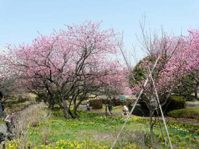 昭和記念公園に早咲きの桜を見に行って見ました