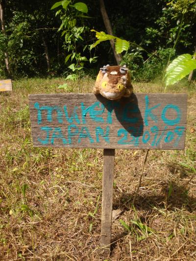 2009年9月ボルネオ・ジャングル一人旅⑥「オランウータンとの戦い！？」