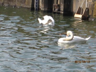 丸の内界隈の散策（５）お堀の白鳥と都鳥。 