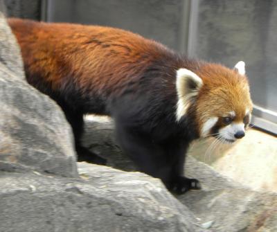 神戸市立王子動物園　レッサーパンダ＆ジャイアントパンダ