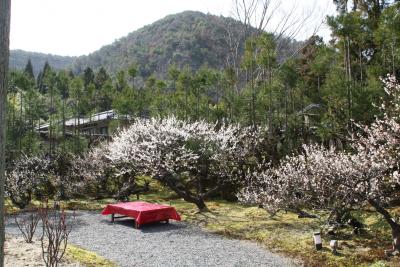 しょうざん　光悦芸術村　北庭に梅を訪ねて