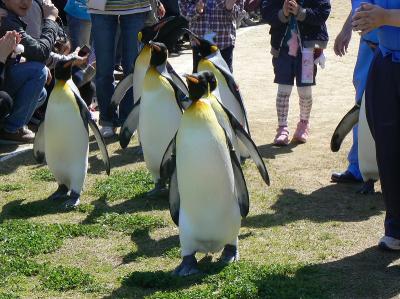 長崎ペンギン水族館でペンギン三昧