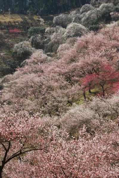 吉野梅郷　青梅市「梅の公園」