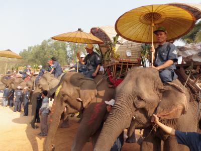 ラオス北部・北タイ旅行記2010.2 その５　サイニャブリ象祭り２日目