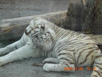 東武動物公園vv