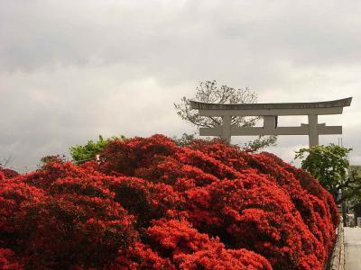 2010　長岡天神の春　花＆桜＋野鳥たち