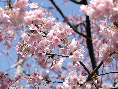 2010年3月　川口安行桜めぐり