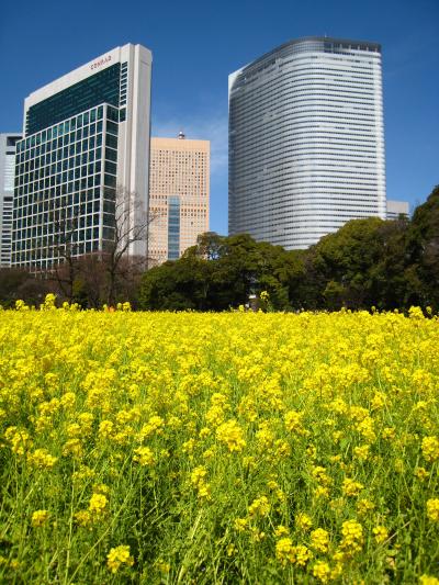 菜の花の浜離宮