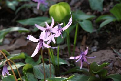 春満喫！かたくりの里　春の花めぐりの旅