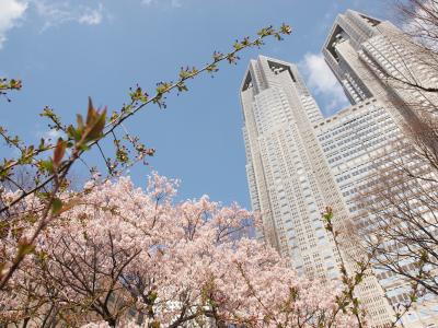 2010桜開花！新宿中央公園