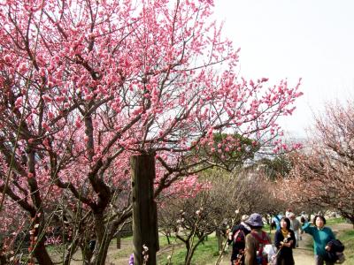 ｏ●お花見●ｏ 梅の名所･傾斜を埋め尽くす「枚岡神社梅林」～「石切神社」でお百度参り