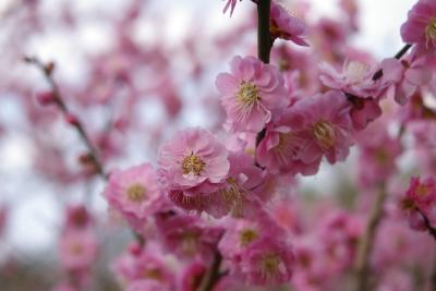 春を満喫・・・吉野梅郷