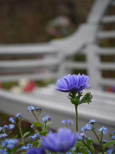 愛知　名古屋港ワイルドフラワーガーデン