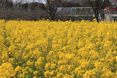 菜の花で黄一色の和泉リサイクル環境公園
