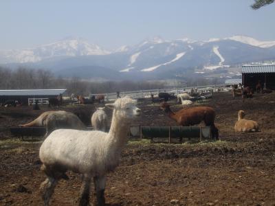 クラレに会いに～那須・アルパカ牧場～