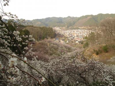 週末ドライブ～桜の前に梅で花見～