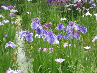 東京都葛飾区（堀切菖蒲園の花菖蒲）　２００９年６月